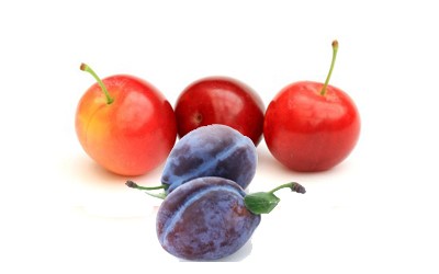 prunes